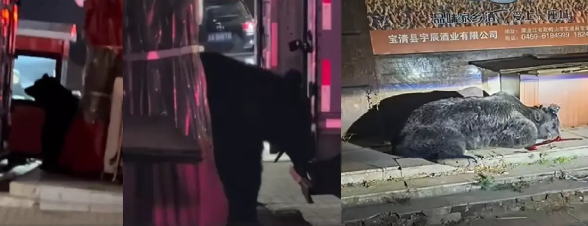 ▲黑龍江22日有黑熊闖入城區閒逛，引發民眾圍觀驚呼，特警驅離未果後將其擊斃。（圖／翻攝自微博）