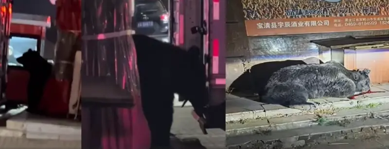 ▲黑龍江22日有黑熊闖入城區閒逛，引發民眾圍觀驚呼，特警驅離未果後將其擊斃。（圖／翻攝自微博）