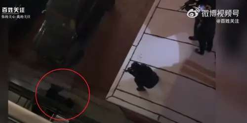 ▲黑龍江22日有黑熊闖入城區閒逛，引發民眾圍觀驚呼，特警驅離未果後將其擊斃。（圖／翻攝自微博）