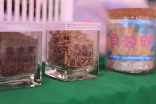 防非洲豬瘟！廚餘禁餵豬該怎麼辦？「牠」一天能吃光1.5公噸
