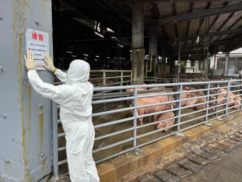防堵非洲豬瘟慢半拍？民進黨不忍開轟　桃市府怒嗆：雙標又雙面
