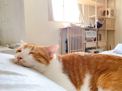 ▲YTR好味小姐曾因愛貓蛋捲（如圖）離世而宣布停更，曾經有的清流形象，現在因「合法撿屍」言論而崩壞。（圖／翻攝自好味小姐臉書）