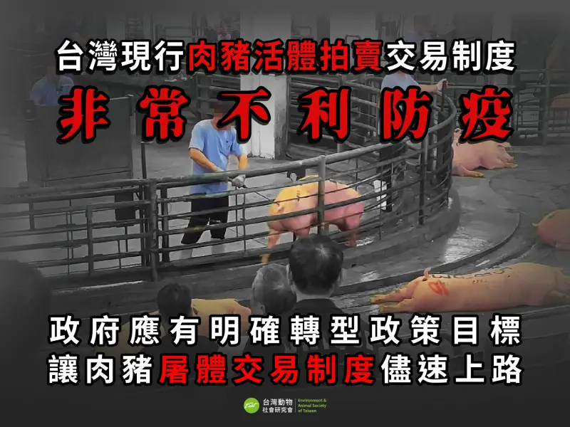 ▲台灣動物社會研究會今（24）日表示，禁運是因防堵病毒透過活豬的運輸及不同牧場間豬隻交叉群聚擴散，呼籲採屠體計價方式。（圖／取自台灣動物社會研究會網站）