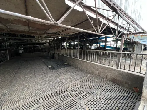 昨遭約談今出門找工作！老豬農嘆全家破產：兒子要重回工地做板模
