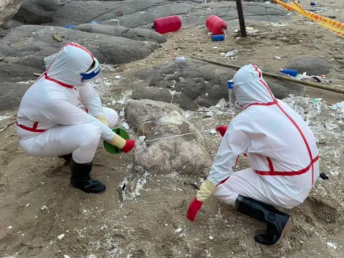 才爆非洲豬瘟首例！馬祖北竿海灘發現海漂死豬　海巡署急清消焚燬
