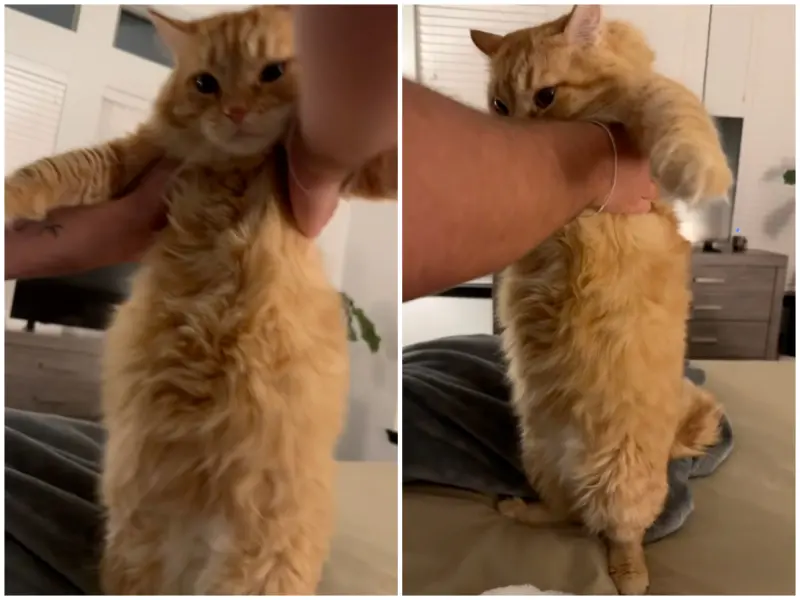 自動餵食器擋不住！胖橘半夜暴拆狂嗑1週份飼料　飼主崩潰胖成球