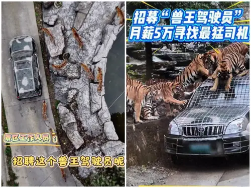 動物園21萬月薪徵「最猛司機」！開進猛獸區餵老虎　2000人搶破頭
