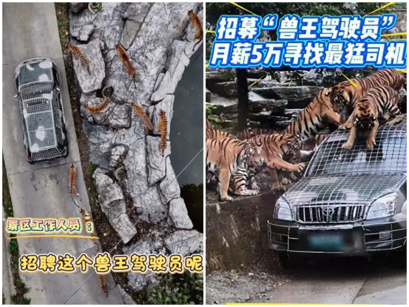 ▲中國河南一間動物園，開出月薪5萬人民幣、約新台幣21.6萬元的薪資，要招聘最猛老司機，負責開車進入野獸棲息區餵食導覽，「帶遊客直面獸王怒吼」。（合成圖／翻攝自微博）