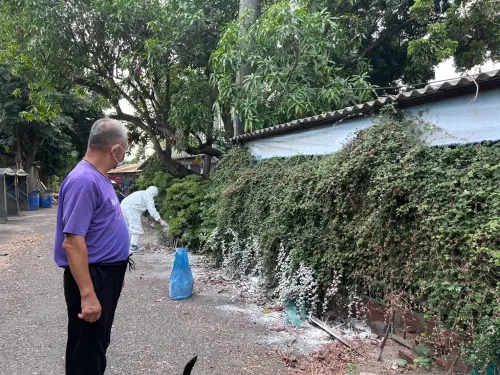 ▲ 動保處著防疫裝備後，協助高風險養豬場以「護城河」式撒生石灰於養豬場圍牆外，強化養豬場自主防疫消毒工作。（圖／南市府提供）