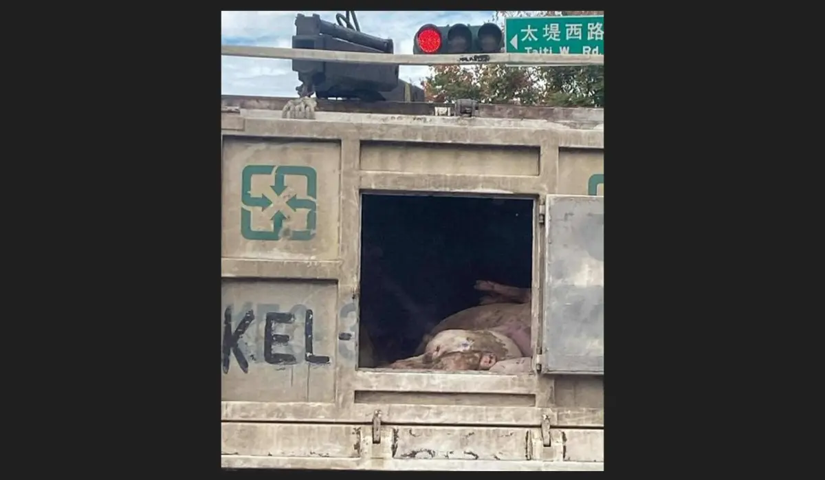 ▲陳柏惟揭發有民眾看到載病死豬的化製車，後門洞開在路上供人參觀。（圖／翻攝陳柏惟臉書，2025.10.24）