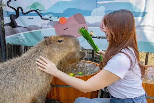 ▲入住宜蘭綠舞國際觀光飯店，能近距離與羊駝、水豚、梅花鹿等人氣萌寵互動。（圖／宜蘭綠舞提供）