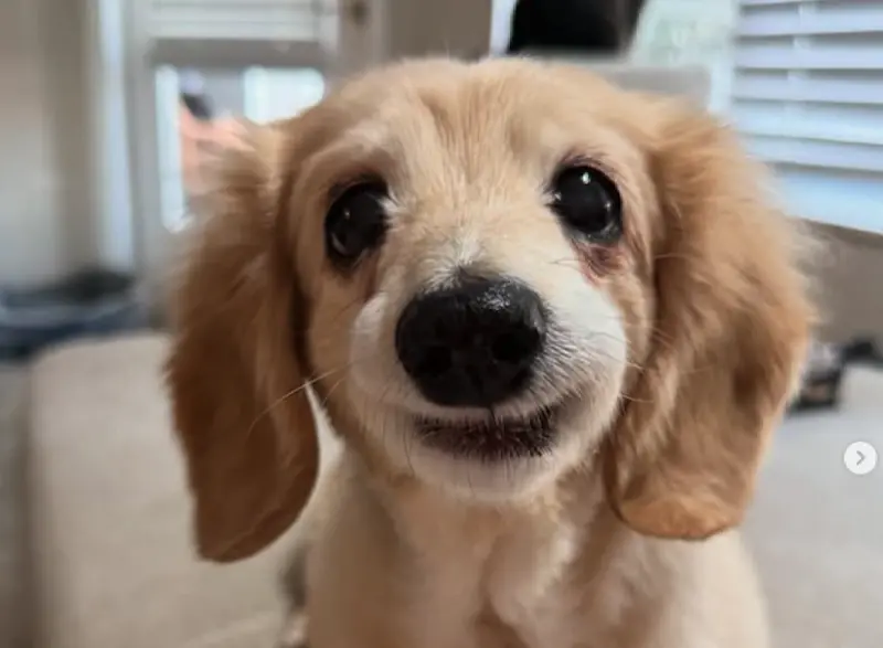 不是AI、濾鏡！「微笑臘腸犬」萌翻爆紅　主人揭背後真相：有缺陷