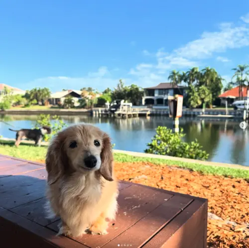 ▲（圖／翻攝自IG@buddy_bella_birdie）