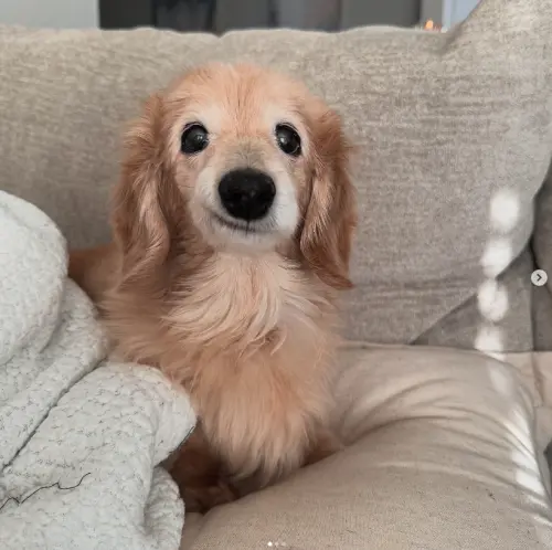 ▲（圖／翻攝自IG@buddy_bella_birdie）