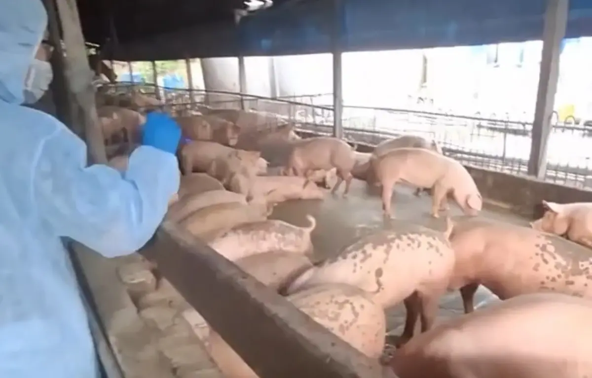 不願當非洲豬瘟背鍋俠！「當事獸醫師」發聲了：不知自己建議投藥