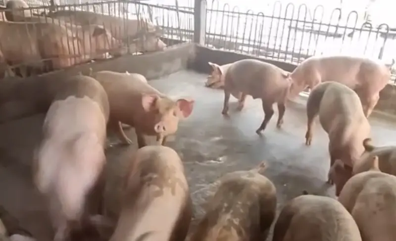 ▲國內首見非洲豬瘟疫情，有議員發現在疫調紀錄上，發現爆發非洲豬瘟疫情的養豬場有廚餘通報不符規定狀況。（圖／台中市政府提供）