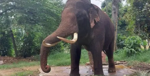 ▲泰國贈送給斯里蘭卡的「友誼象」遭到不當對待。（圖／翻攝自臉書）