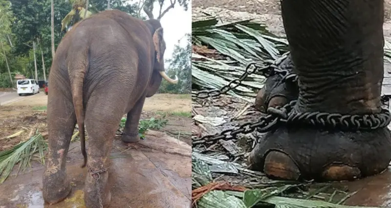 ▲泰國政府將派遣官員前往斯里蘭卡，評估兩頭泰國贈予的大象「帕拉圖帕」與「帕萊斯里納隆」的健康與生活狀況，盼能讓牠們早日回國。（圖／翻攝自臉書）