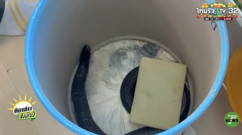 ▲泰國北欖府一名男子遭毒蛇咬傷，臨終前打電話向奶奶表達愛意，令人鼻酸。圖為肇事蛇。（圖／翻攝自Thairath）