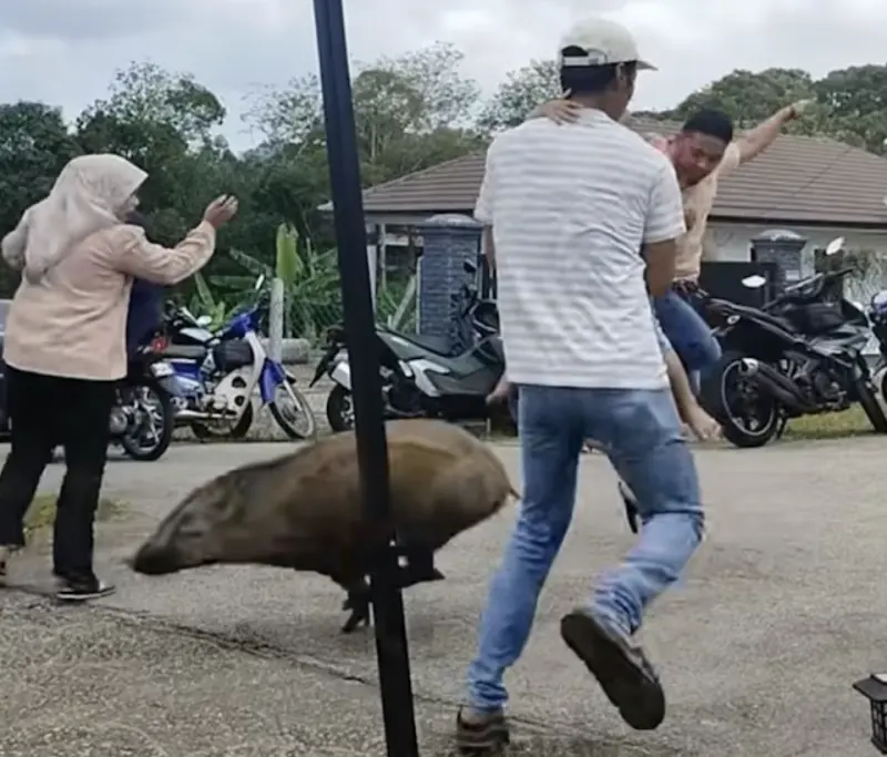 ▲馬來西亞吉隆坡婚宴現場遭野豬闖入，抱著嬰兒的男子驚險閃避，現場尖叫聲四起。（圖／翻攝自TikTok@eynaminal）