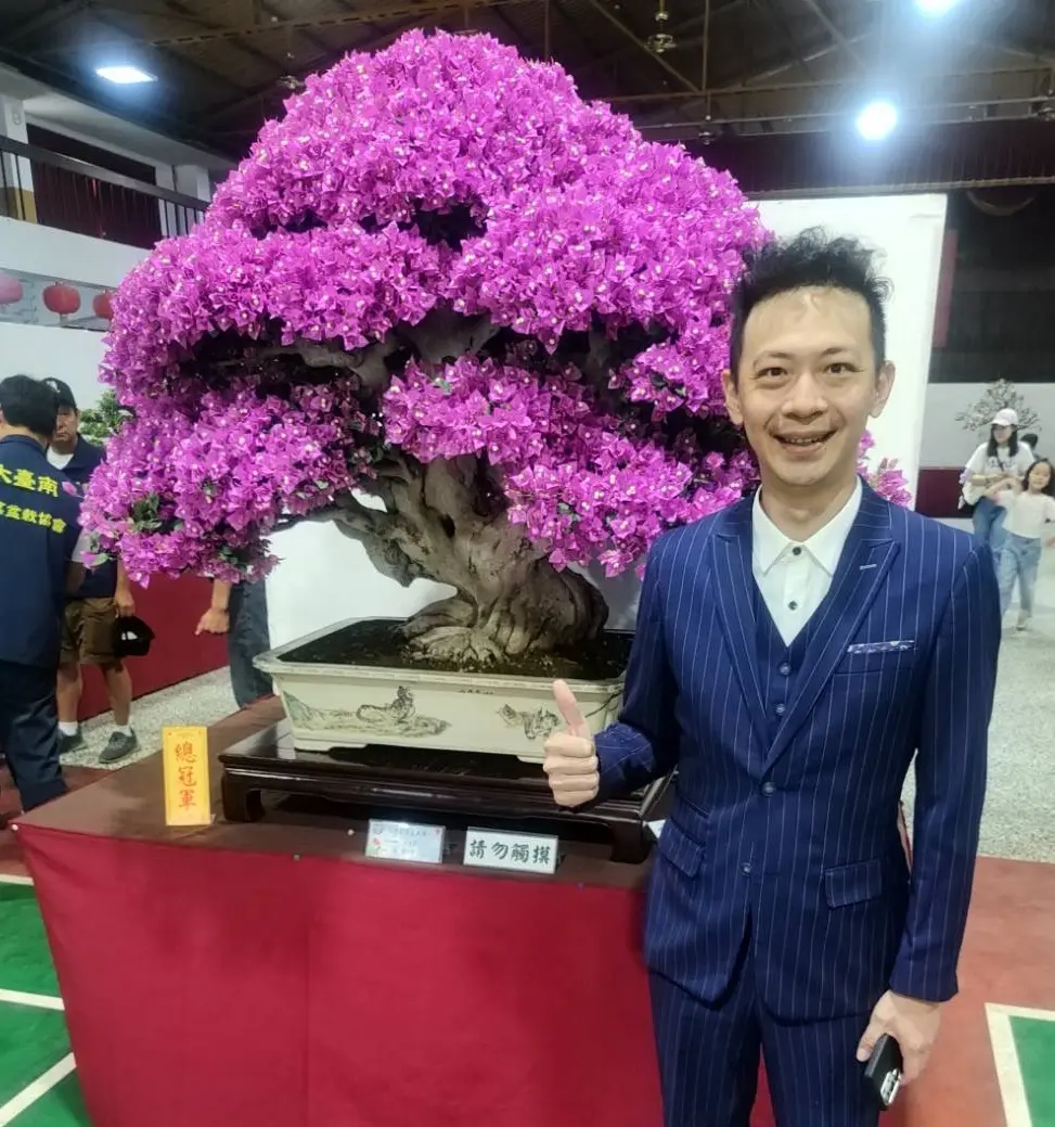 2025台灣花菓盆栽展登場 薛石柱「九重葛」勇摘雙冠