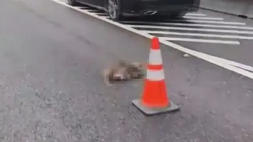 閃避動物釀禍？國5北上路段3車追撞釀1傷　現場驚見猴屍倒路中央
