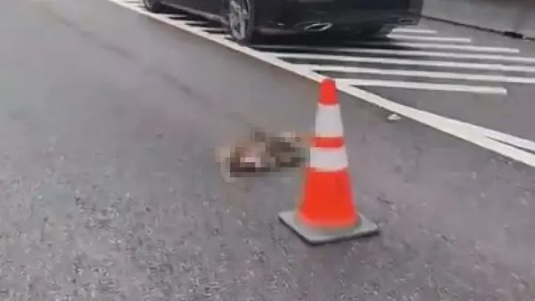 ▲國道5號北向8公里處25日上午三車連環追撞，現場出現猴屍引起誤會，以為車主是要閃避猴子才肇事，警方澄清兩者無關。（圖／翻攝畫面）