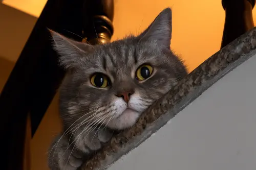 貓咪為何愛爬到高處？「5種心理狀態」全解析　正在默默關心主人
