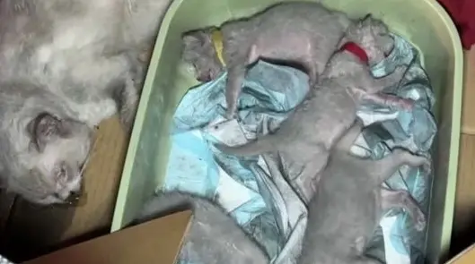 台中沙鹿透天厝火警！9人送醫、7歲女童10%灼傷 母貓喪命留4小貓