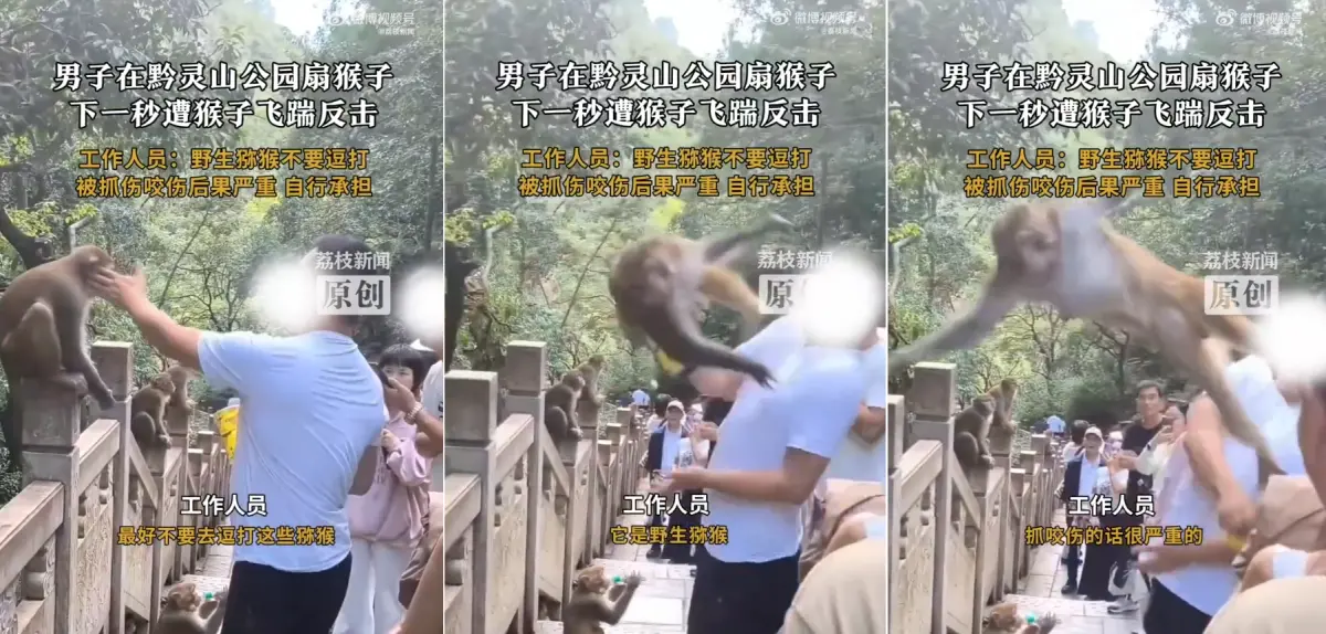 ▲中國一名男子伸手賞猴子巴掌，反遭猴子飛踹。（圖／翻攝自微博）