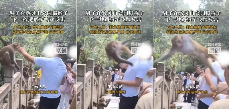 報應來太快！中國男「賞猴子巴掌」下秒慘遭飛踢　畫面超療癒