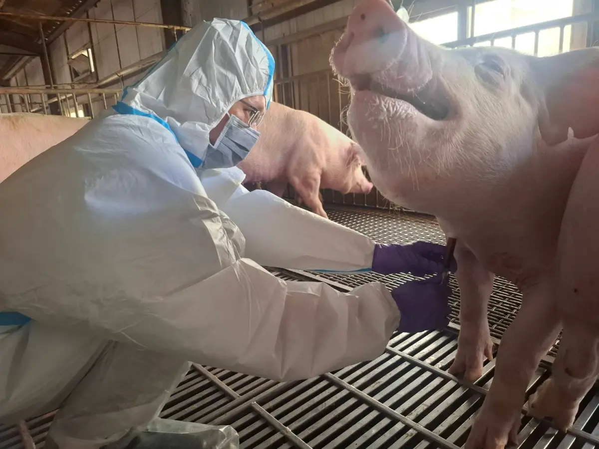 畜牧場違反禁運令 南市府：立即查辦、依法重罰35萬