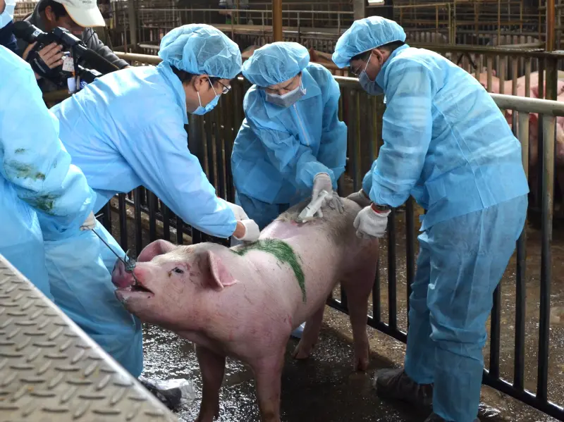 ▲台中市政府證實，誤診梧棲養豬場感染放線桿菌胸膜肺炎的「獸醫師」，並沒有執照，圖為採血樣過程，非該場豬隻。（資料畫面／記者顏幸如攝）