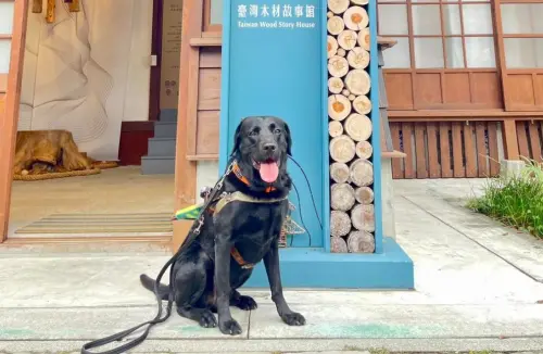 拒讓導盲犬進入！志工酸她：看不到進去也沒用　木材故事館道歉了
