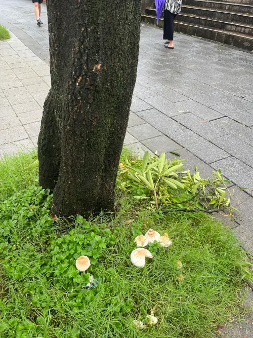 ▲有民眾在台北內湖的東湖國小，目擊人行道大樹底下長出蘑菇，引發網友熱議。（圖／【我是東湖人】(社團版)臉書）
