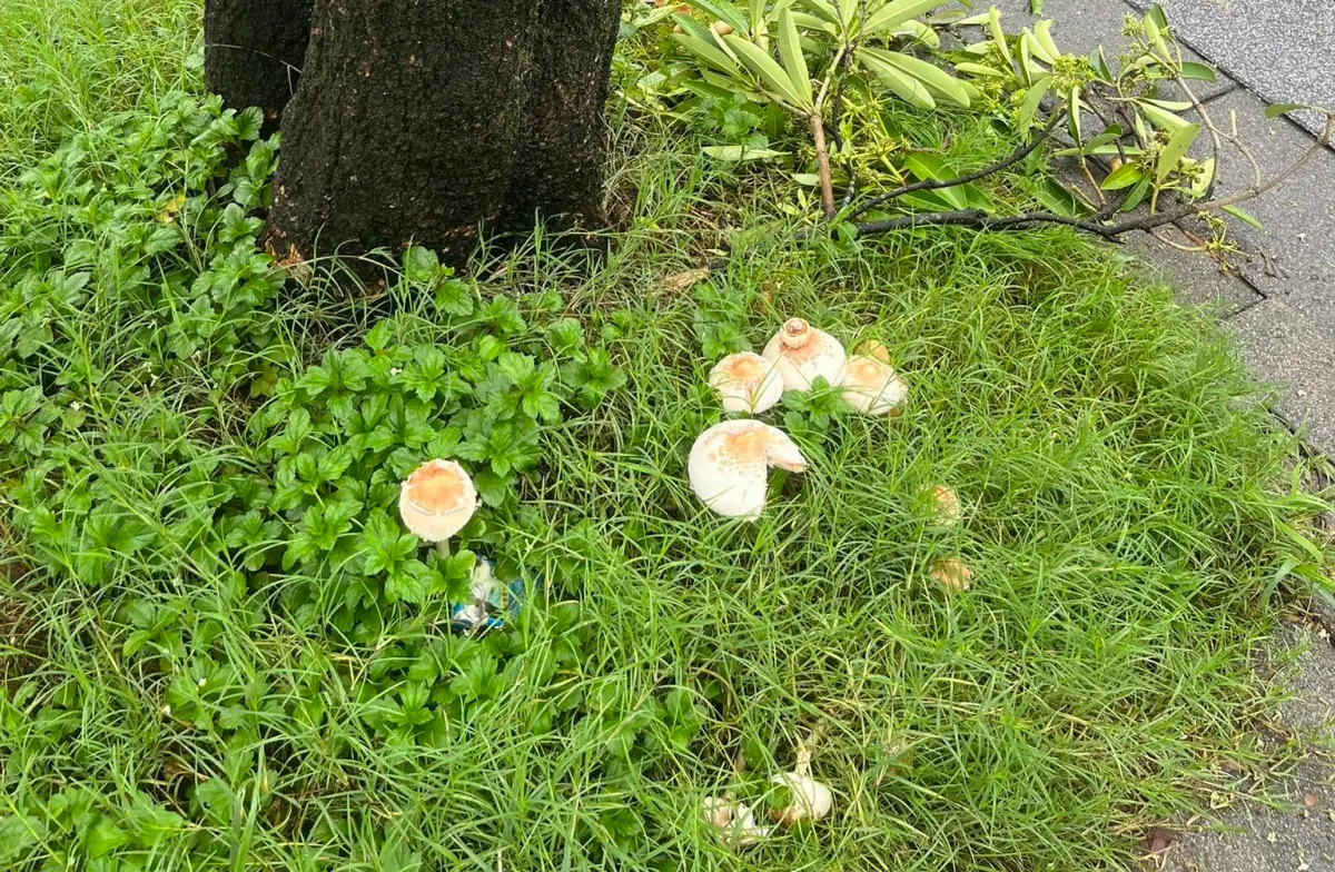 北台灣暴雨下7天！台北內湖「濕到長蘑菇」 奇照看傻：快發霉了