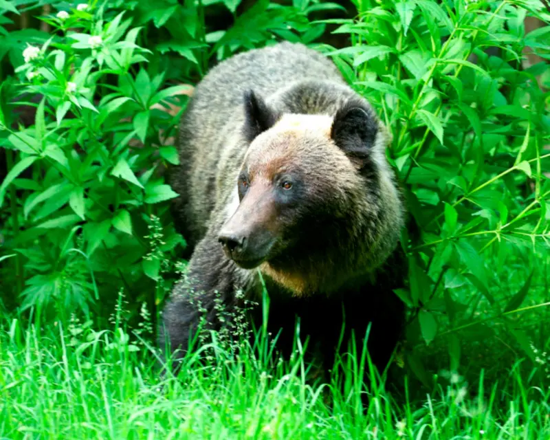 不只有熊肉能吃？韓國關心日本熊害　因這「傳統藥方」能壯陽