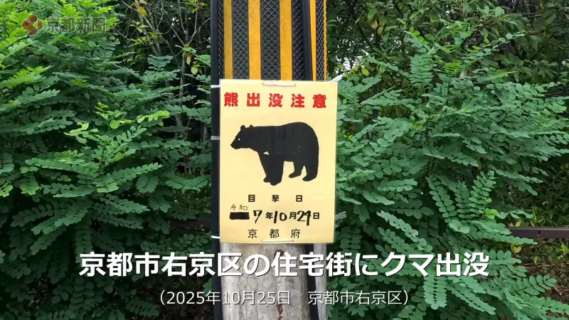▲日本京都市住宅區及熱門觀光地點嵐山，傳出多起目擊熊或疑似熊的通報，在短短兩天就發生了5起目擊事件。（圖／擷取自京都新聞影片）