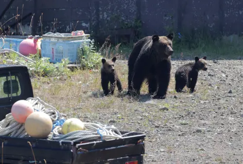日本「熊出沒」事件不斷！NHK中文宣導影片瘋傳　眾人見他全笑了
