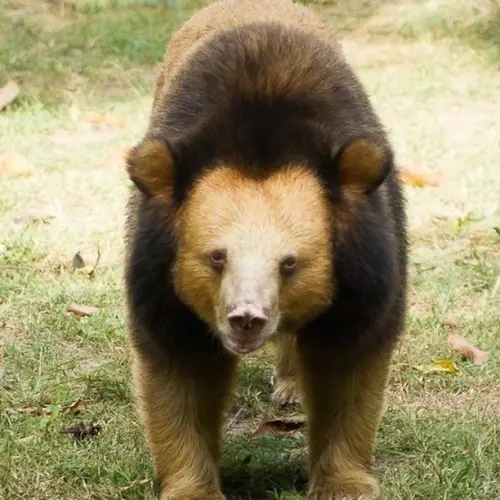 ▲（圖／翻攝自IG@freethebears）