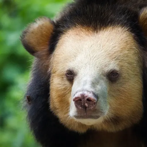 ▲（圖／翻攝自IG@freethebears）