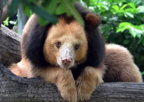 森林「神祕巨獸」像獅子又像熊！稀有身分曝光　專家認證：超珍貴
