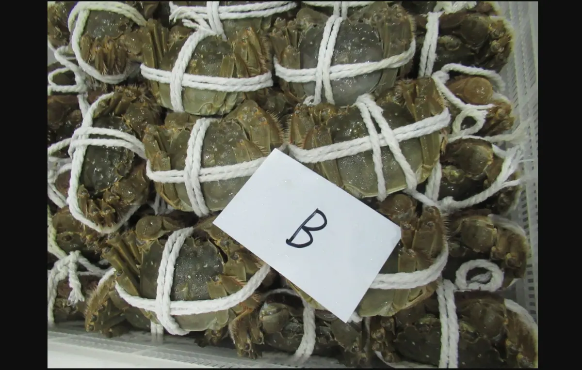 ▲食藥署公布邊境查驗結果，其中自中國進口的中華絨螯蟹檢出動物用藥殘留含量不符規定。（圖／食藥署提供）