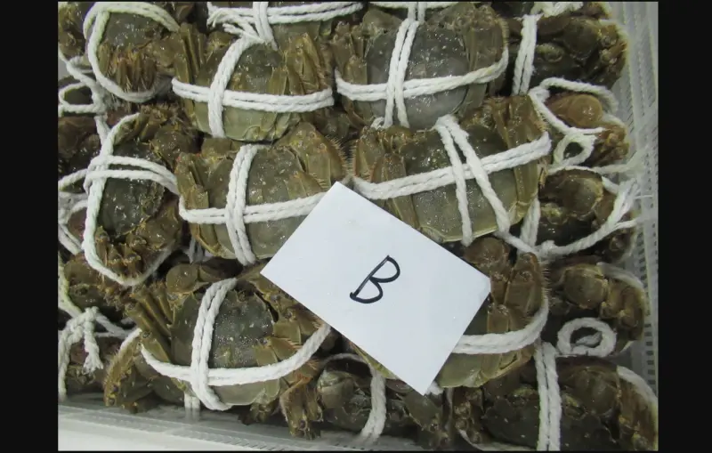 ▲食藥署公布邊境查驗結果，其中自中國進口的中華絨螯蟹檢出動物用藥殘留含量不符規定。（圖／食藥署提供）