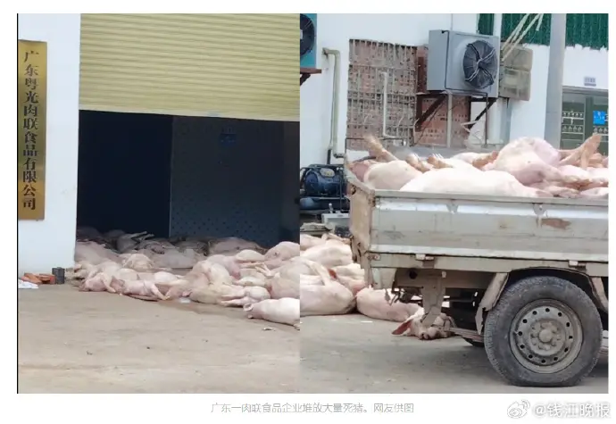 ▲中國有網友爆料，廣東羅定某食品公司出現大量死豬，引發病死豬流入市場的擔憂。（圖／翻攝自微博）