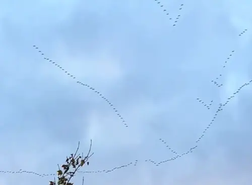 ▲（圖／TikTok@big.meech_）