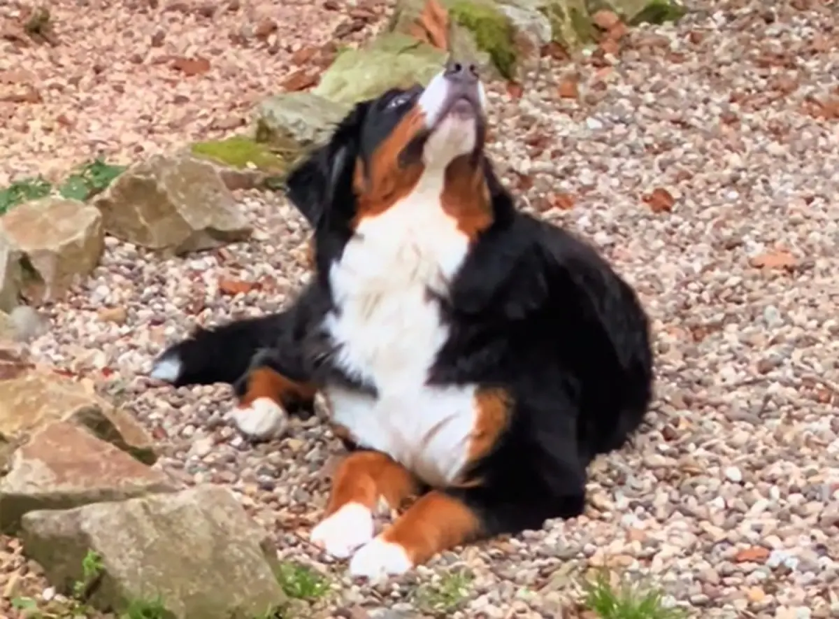 ▲國外有位女飼主指出自家伯恩山犬某天趴在門外，卻一直盯著天空，堅持不肯移動。女飼主因擔心而衝出家門一探究竟，抬頭後竟發現驚人事實。（圖／TikTok@big.meech_）