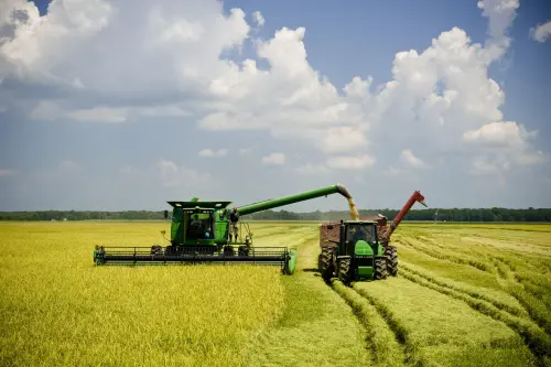 從加州田野到台灣餐桌　美國米展現多元風味與穩定品質
