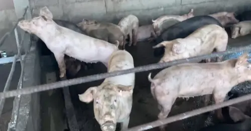 防非洲豬瘟！遭指廚餘去化工作刻意打擊地方政府　環境部駁斥指控
