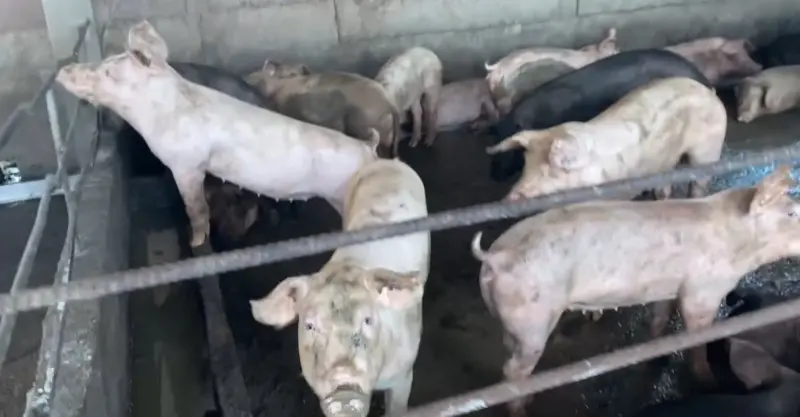 ▲臉書粉專「文青別鬼扯」指出，一般白豬養久一點、讓油脂均勻分佈進肌理，肉質即可與黑毛豬相比。（圖／台中市政府提供，2025.10.28）